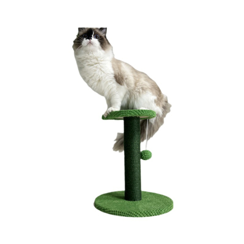 Wood cattus scandere suggestum