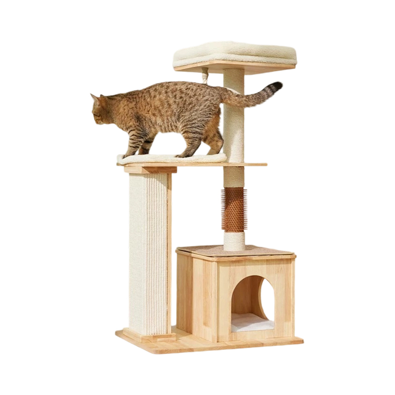 Cat amet ludens frame domus